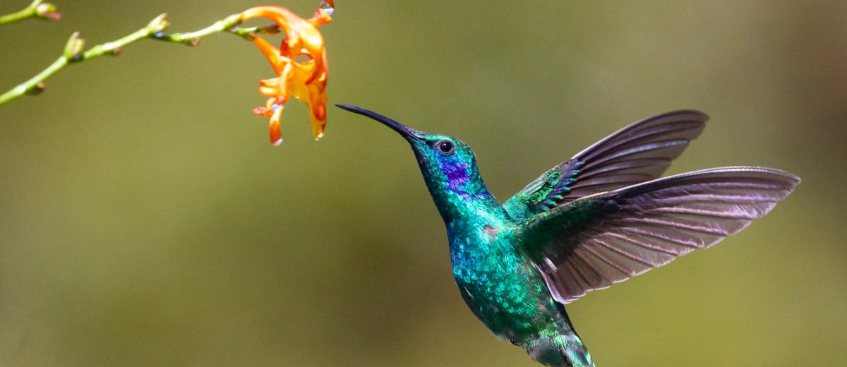 Hummingbird : flutter pour le web