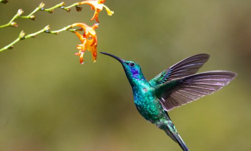 Hummingbird : flutter pour le web